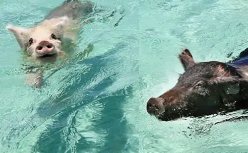 Swimming With The Pigs in The Bahamas